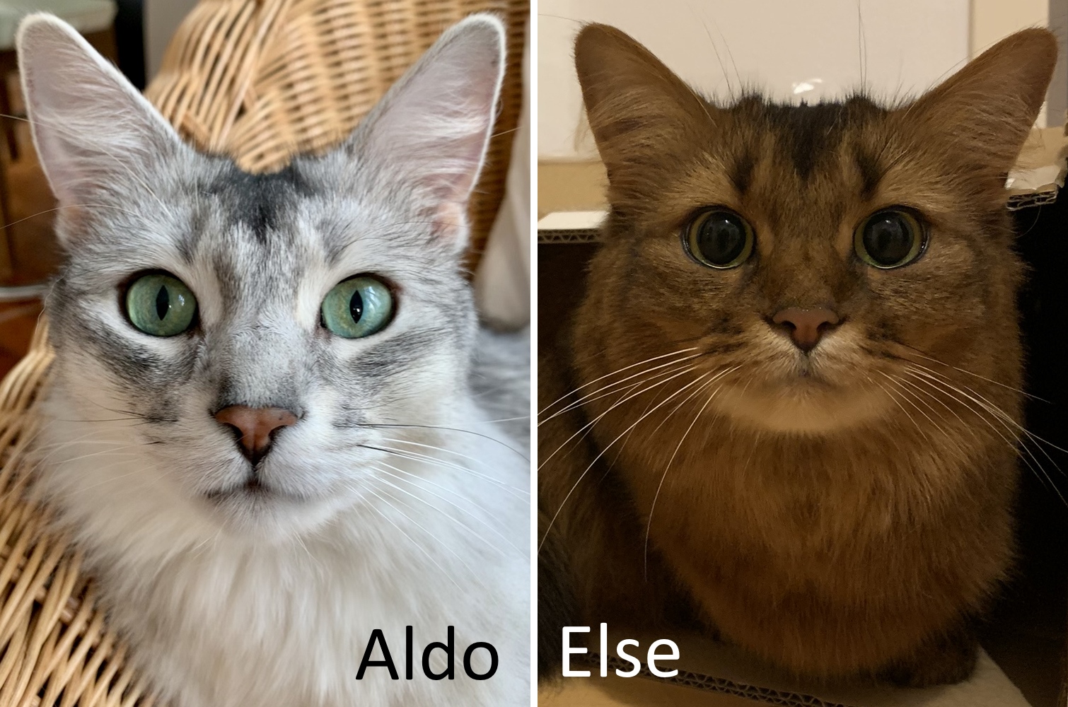 Aldo & Else